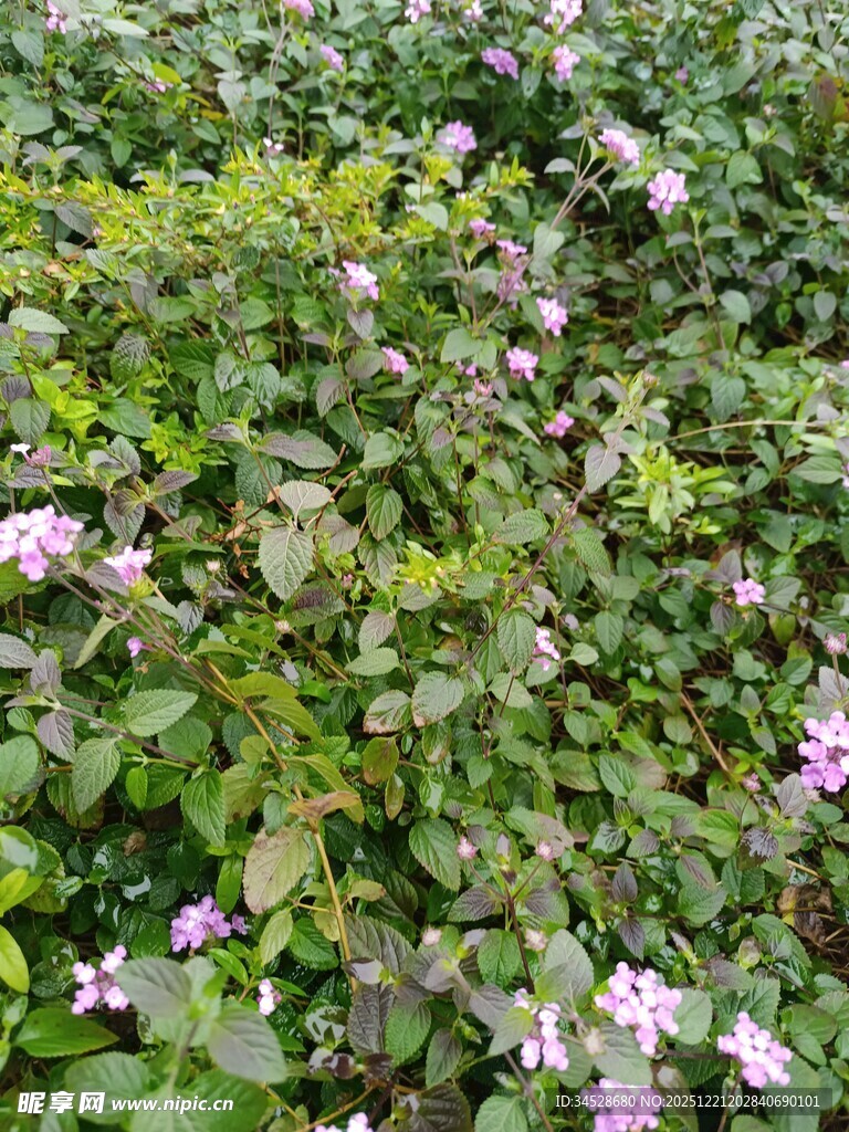 繁茂花丛中的美丽紫花