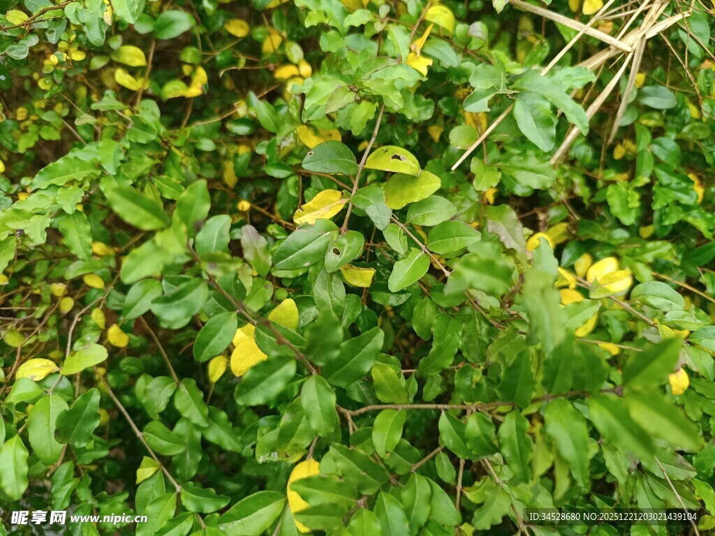 绿叶丛中的黄色小花