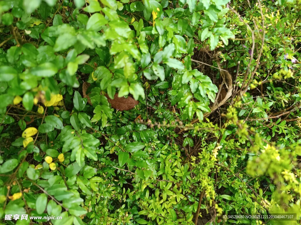 草丛中的蜿蜒蛇类