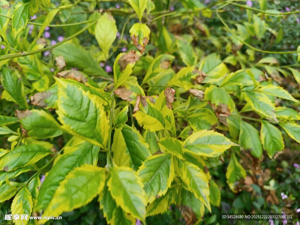 黄绿相间的斑斓植物