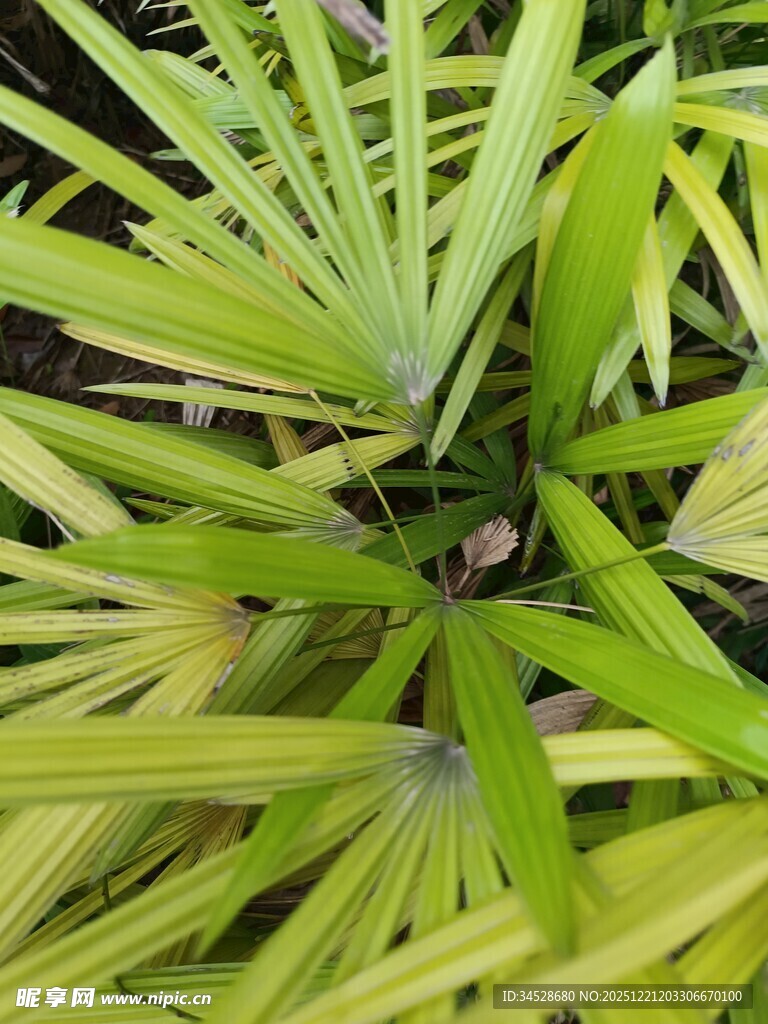 翠绿蒲葵叶特写