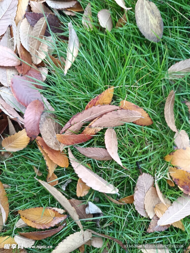 草地上的缤纷落叶