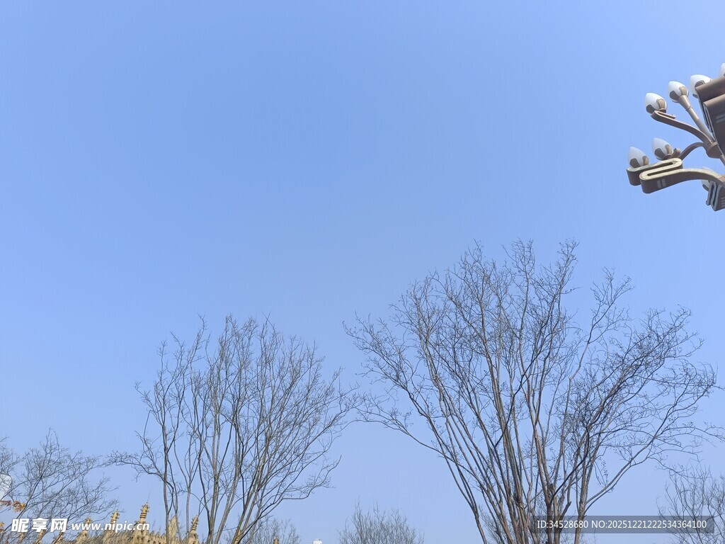 冬日雪覆树木蓝天景象