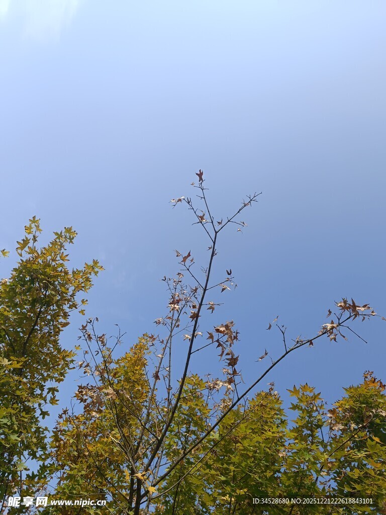 树梢上的蓝天与枝叶