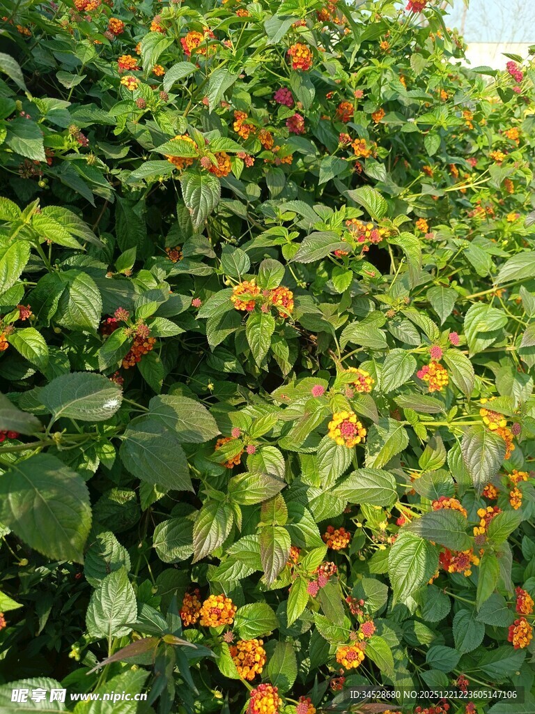 绿叶间绽放的橙色小花