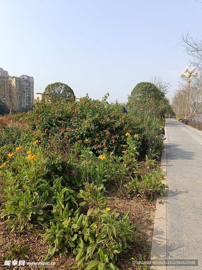 城市路边绿植景观