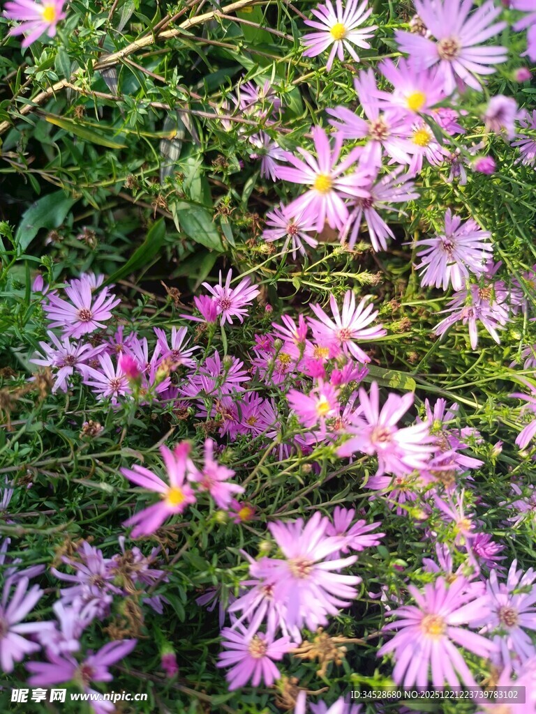 绽放的美丽粉色小野花