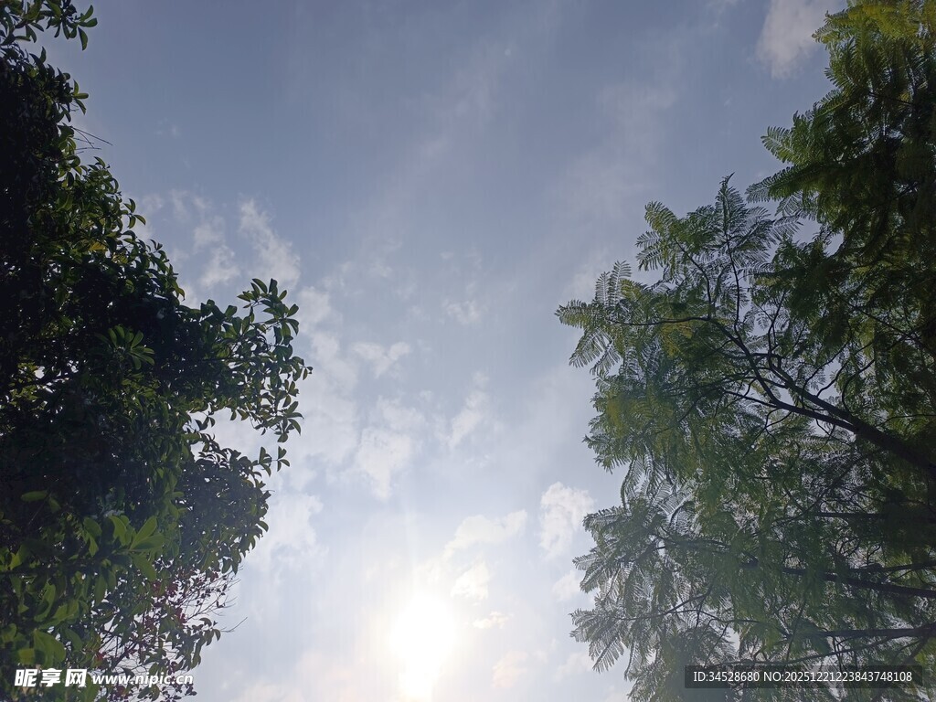 仰视林间天空的美好景象
