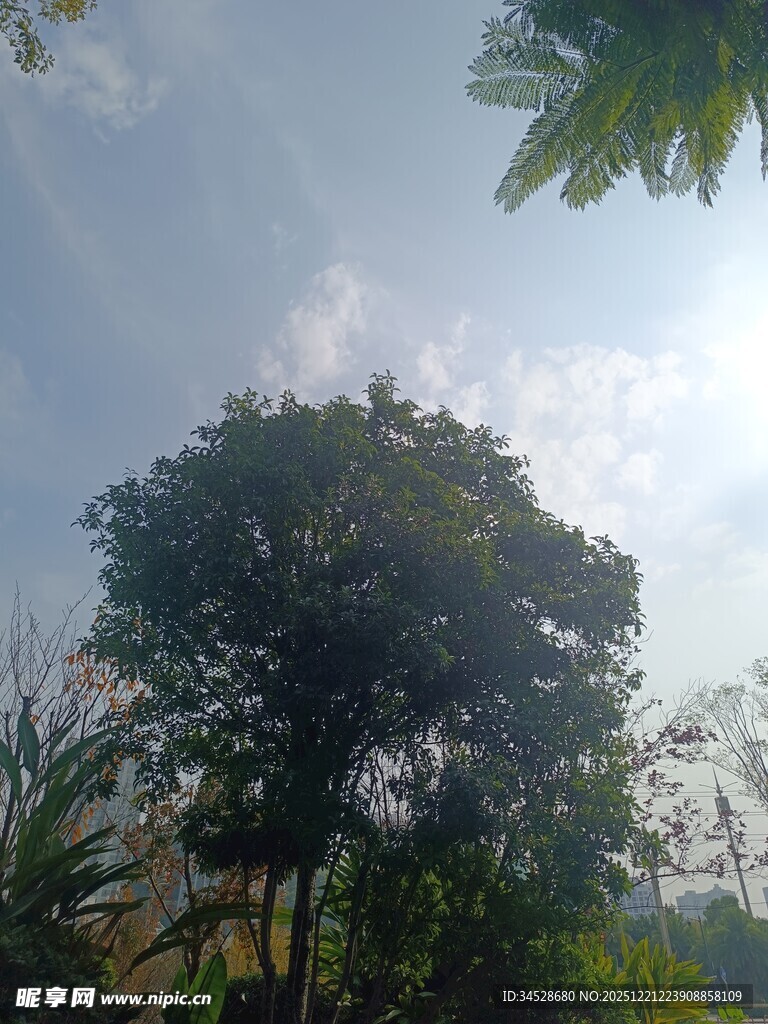 户外繁茂树木与晴朗天空