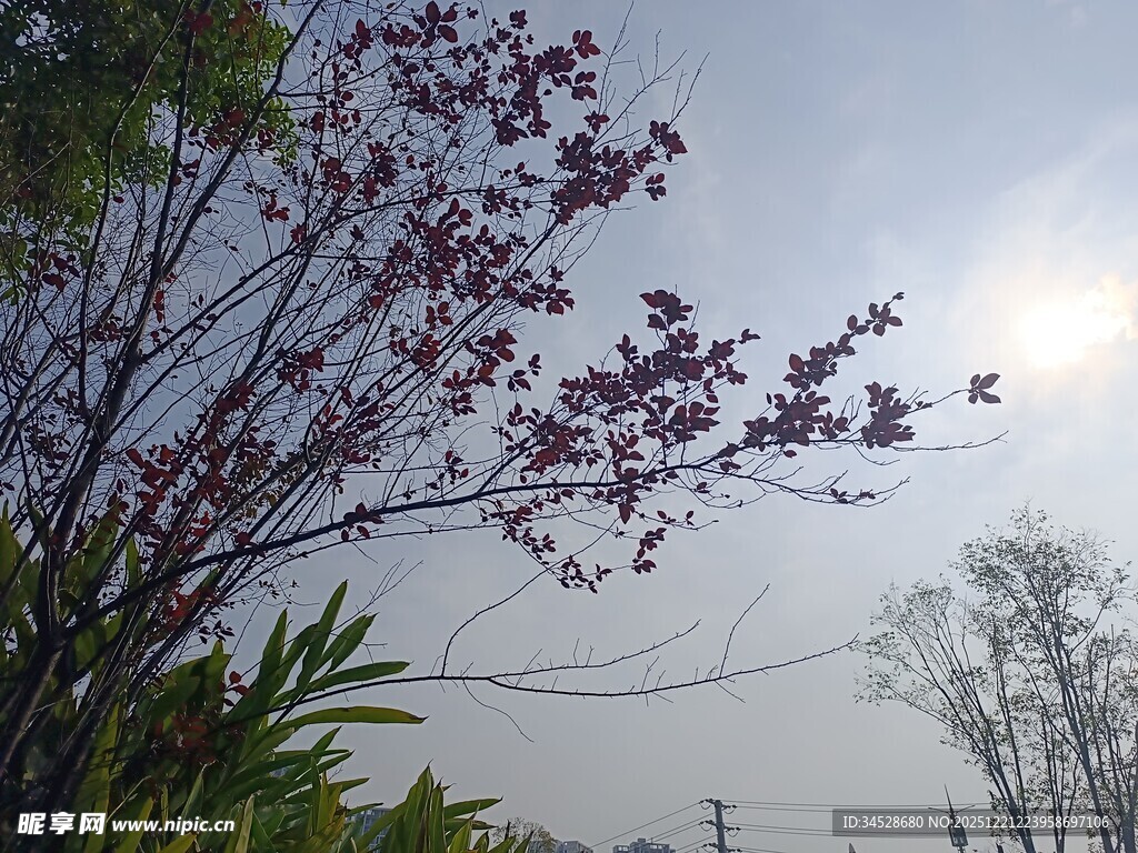 枝头繁花映天际