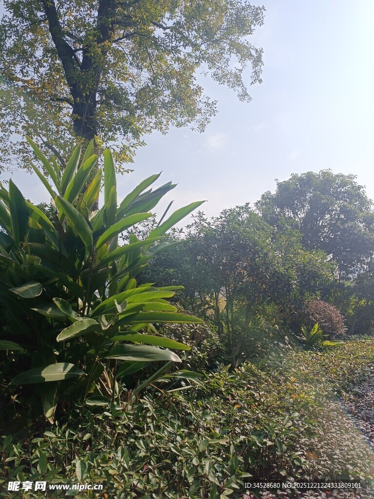 绿意盎然的自然植物景观