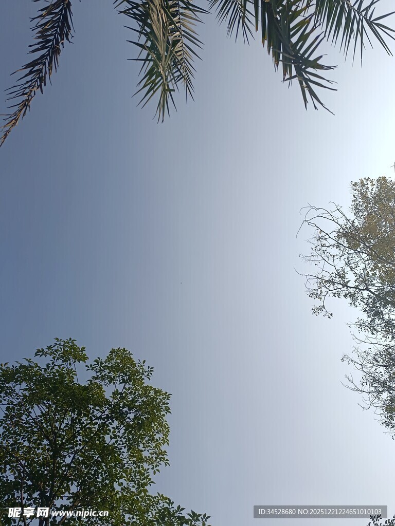 仰望蓝天绿树的惬意时刻