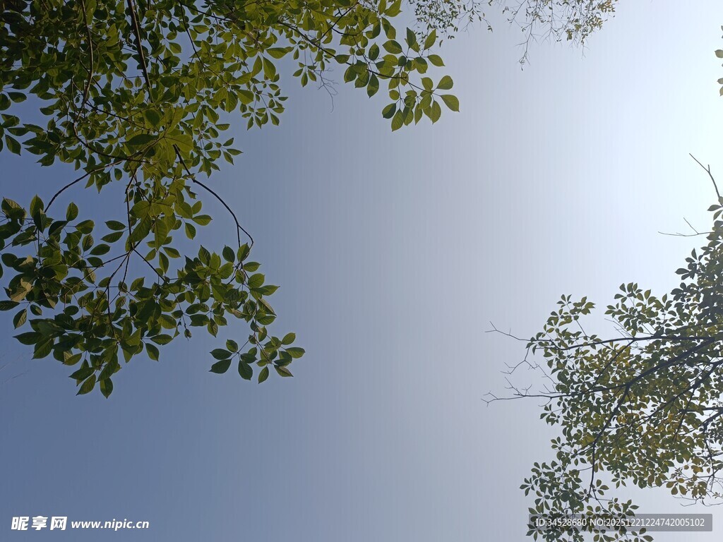 仰视蓝天绿叶清新景象