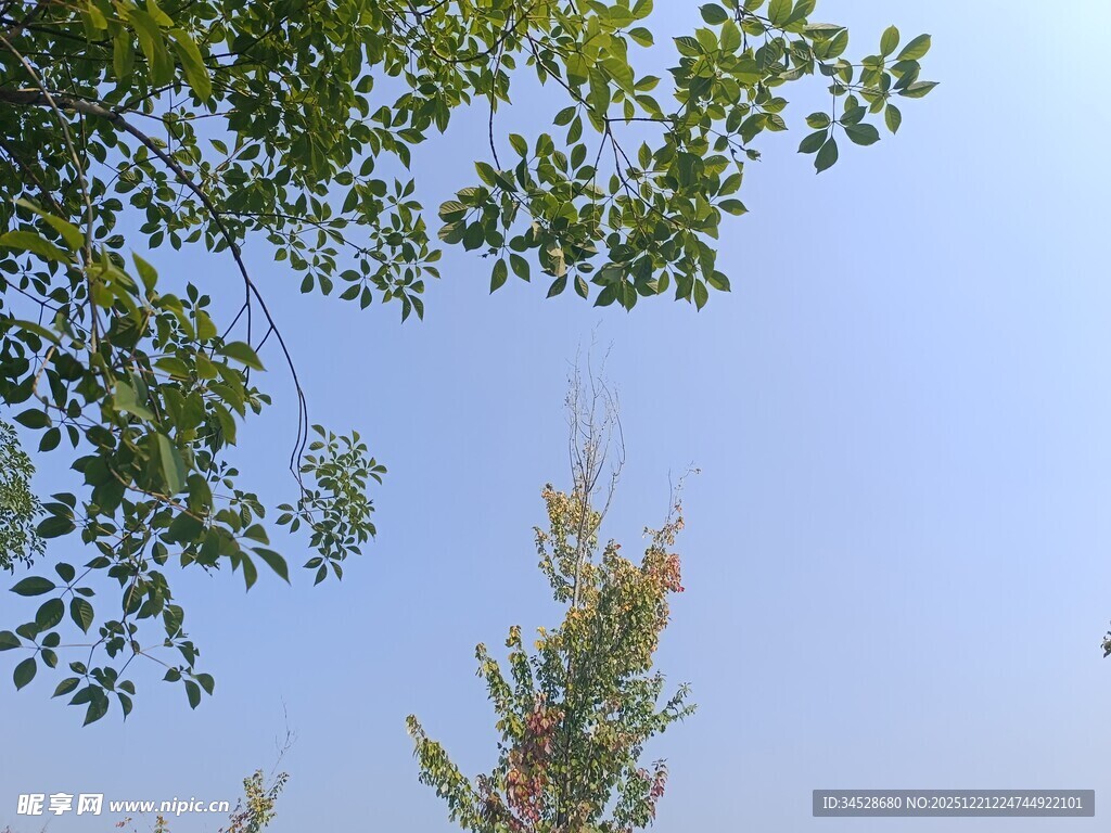 蓝天绿树间的清新景致