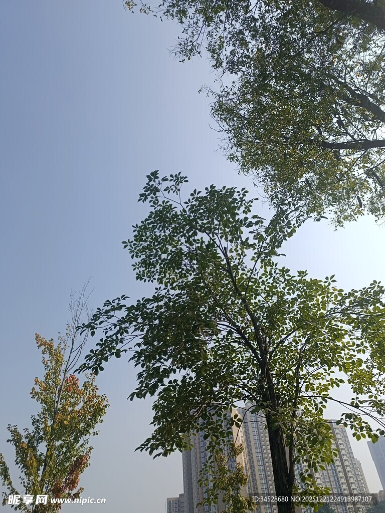 蓝天绿树城市景象