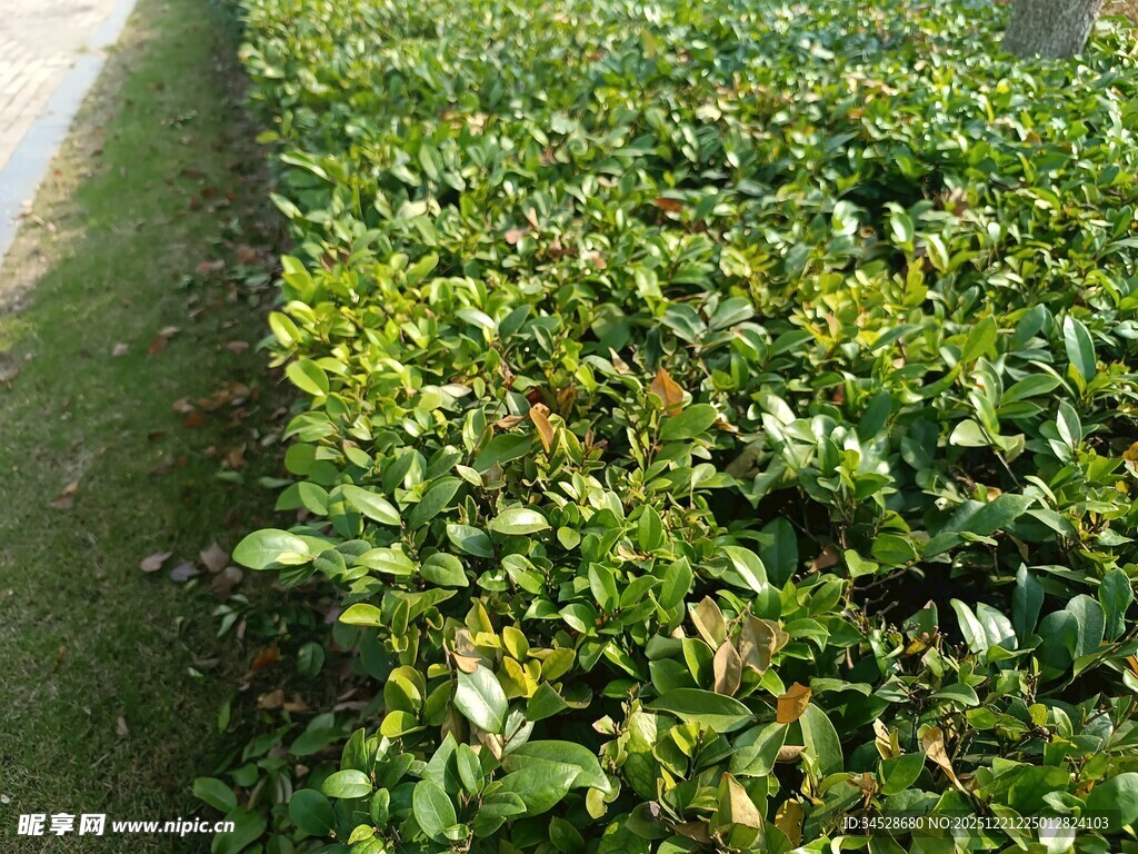 绿意盎然的植物景观