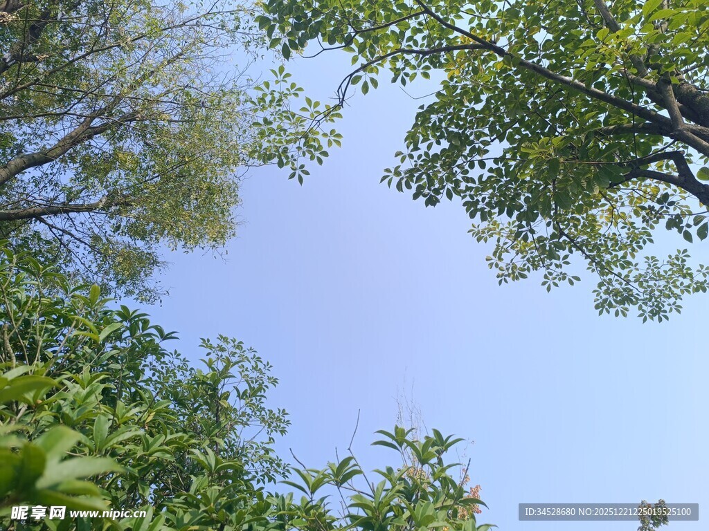 仰视绿树蓝天的清新景致
