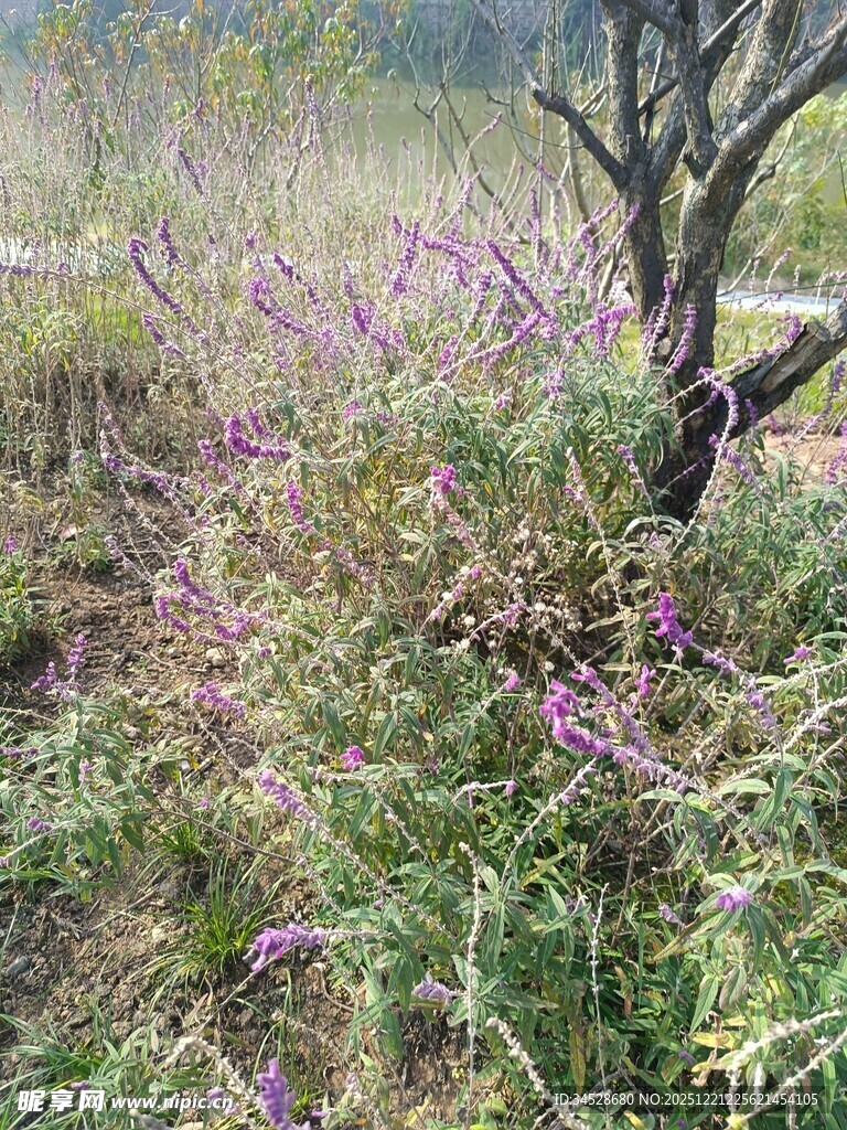 野外紫色花卉丛景观