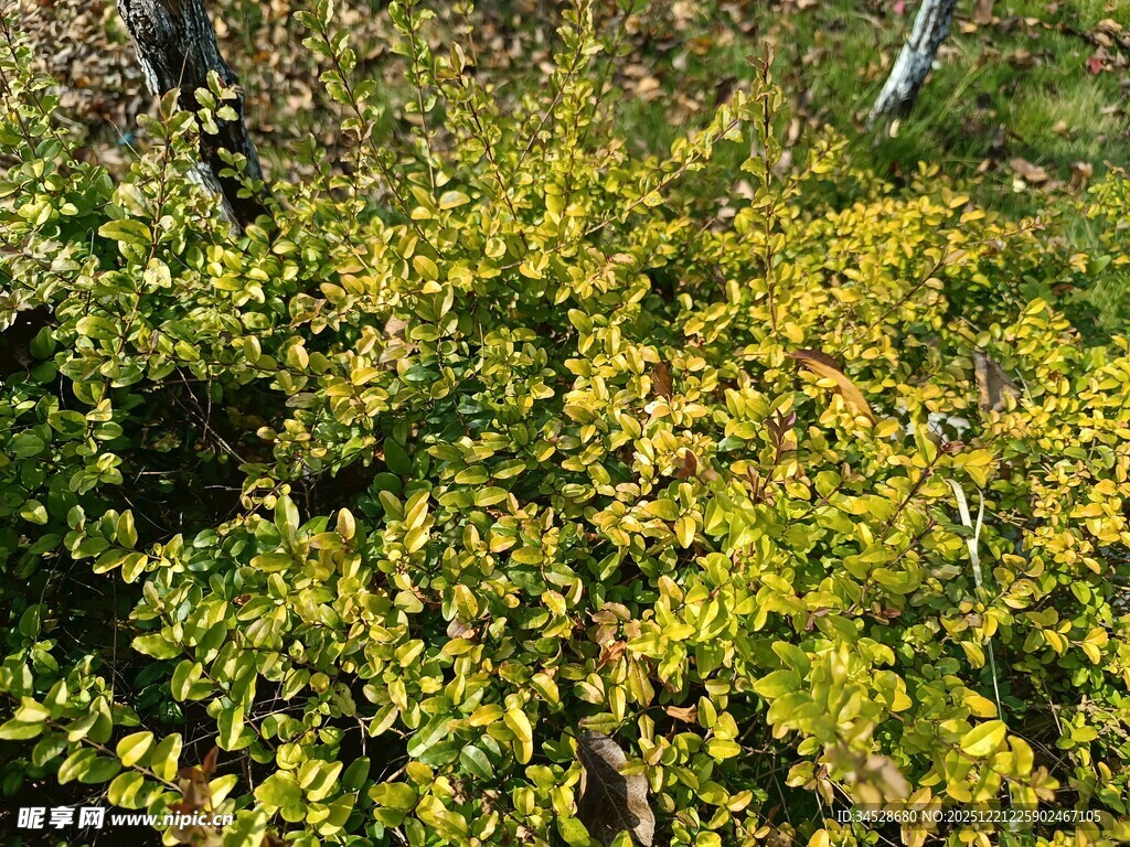 秋日繁茂的黄绿色灌木丛