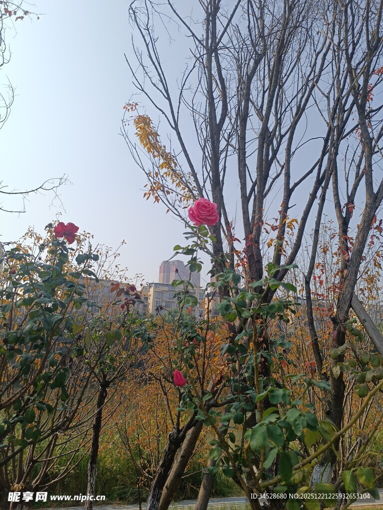 秋日园林花卉树木景致