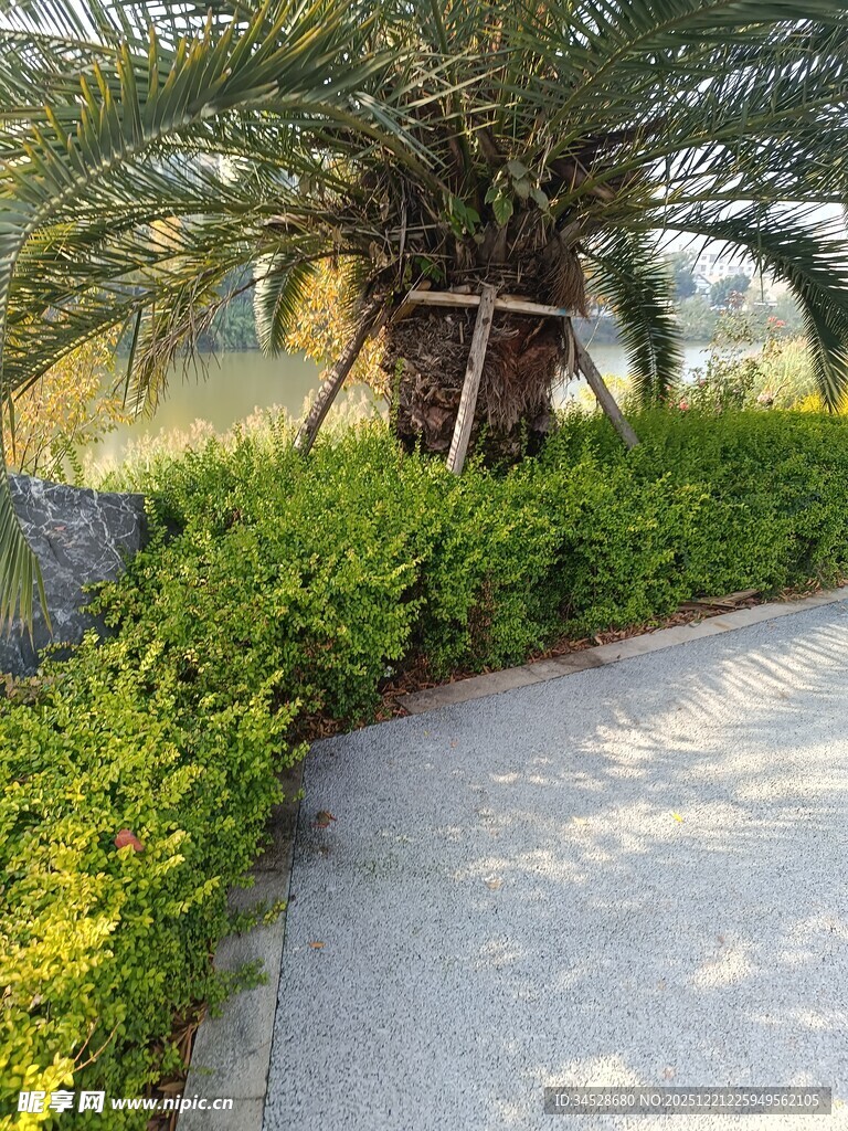 庭院绿植环绕的小径