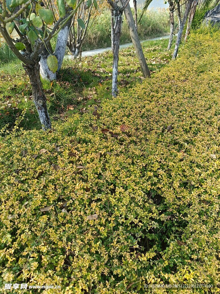 秋日林间落叶覆盖的景象