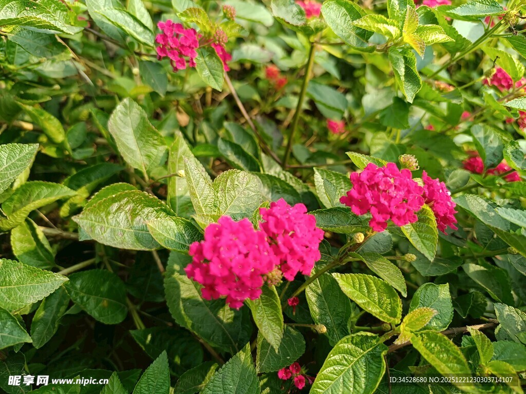 娇艳粉色花朵绽放绿叶间