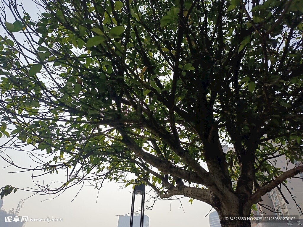 绿叶繁茂的高大树木