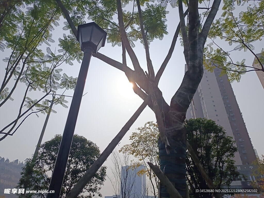 城市中阳光下的树木与路灯