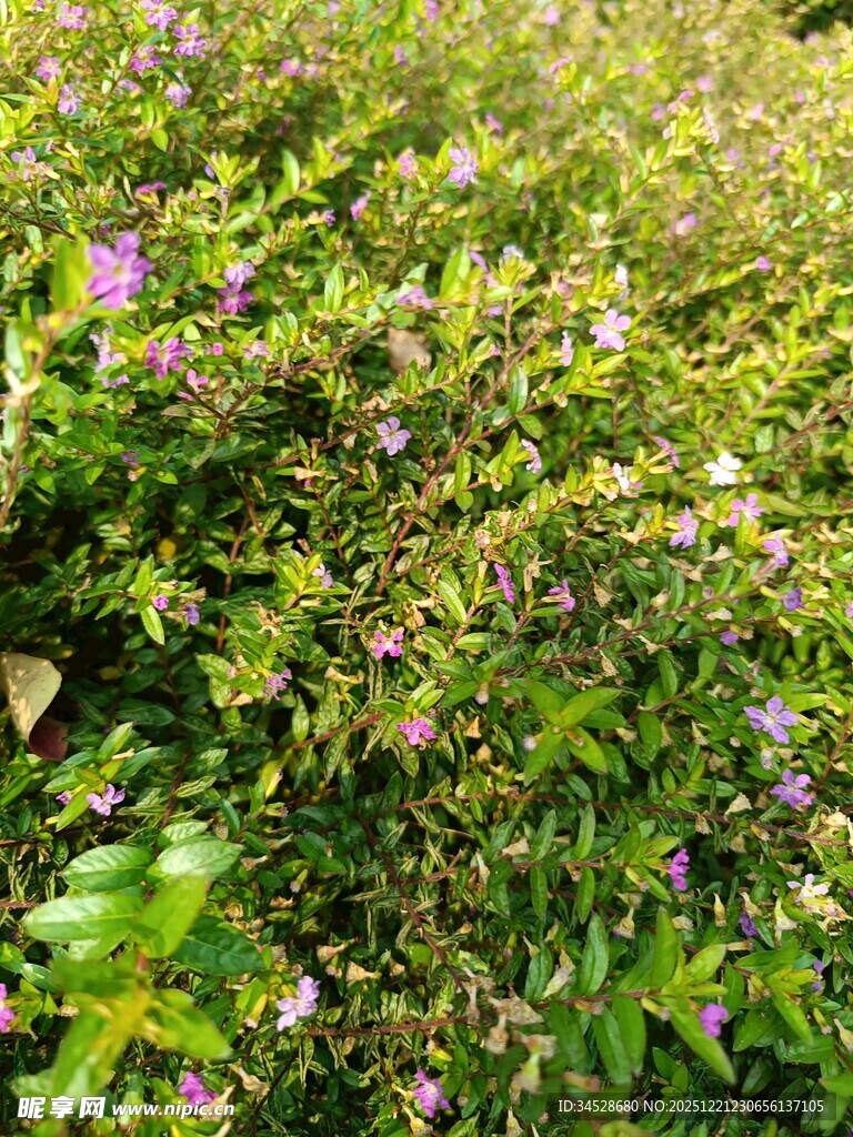 繁茂花丛中的紫色小花