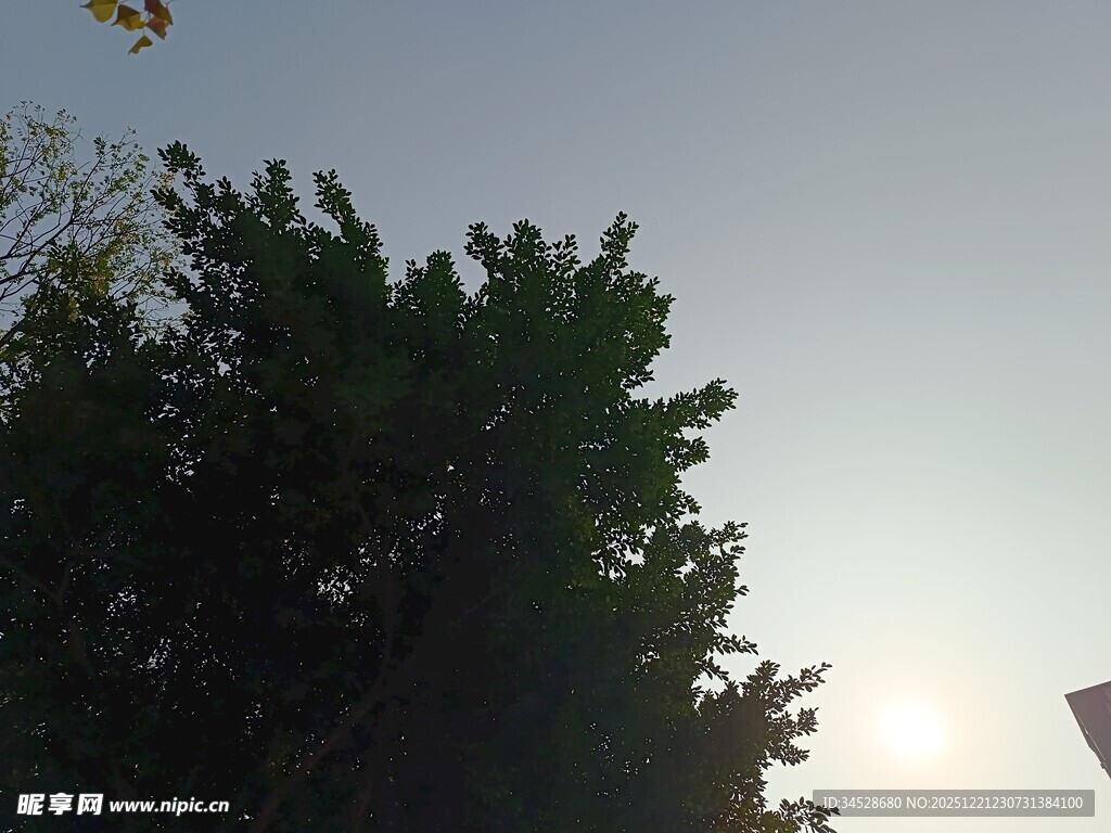 阳光下的葱郁树冠