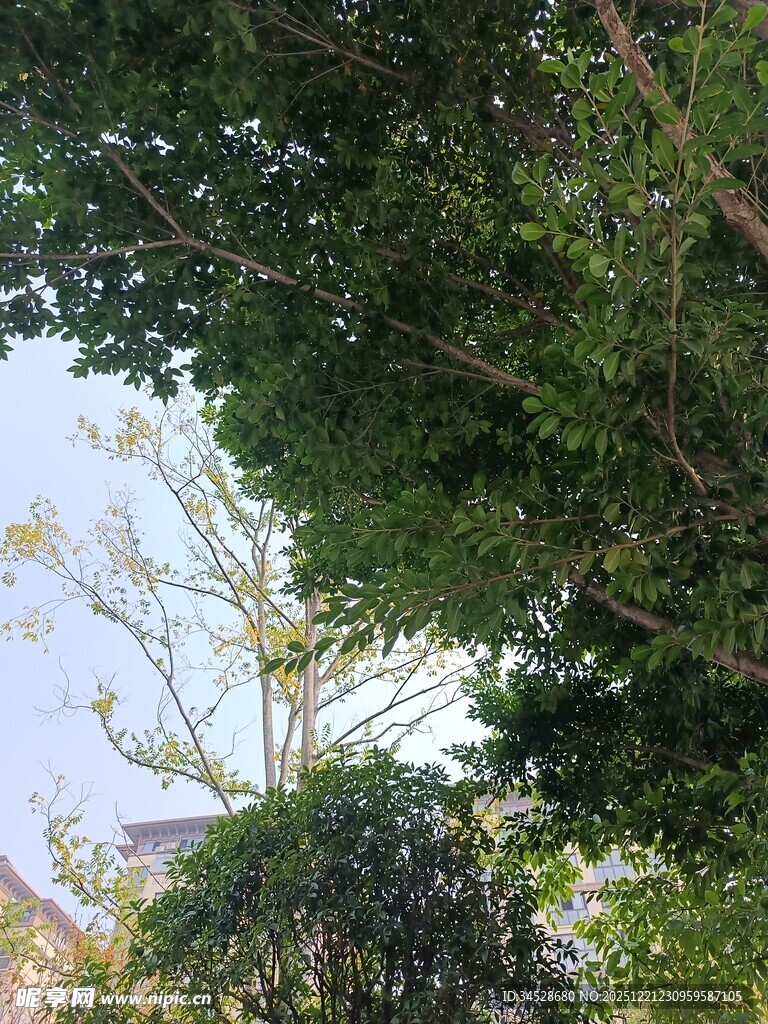 繁茂绿树间的天空一角