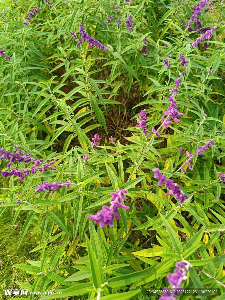 紫色野花盛开的绿色草地