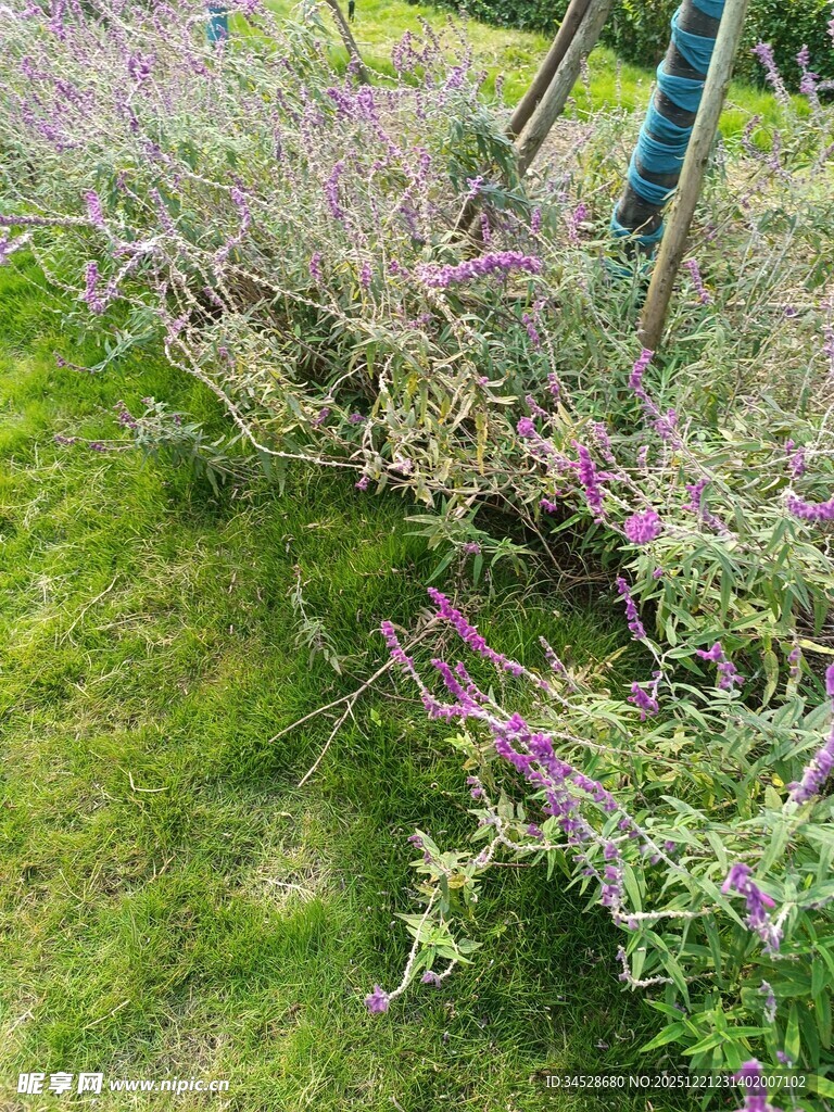 草丛中的紫色花卉