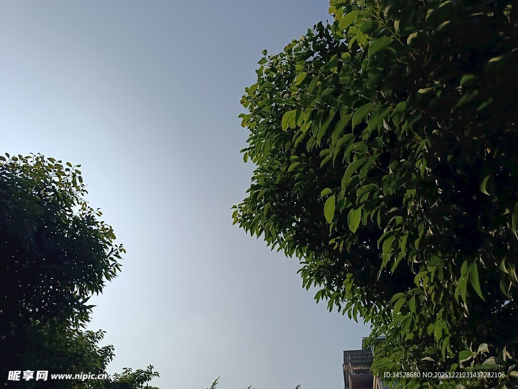 绿树蓝天间的清新景致