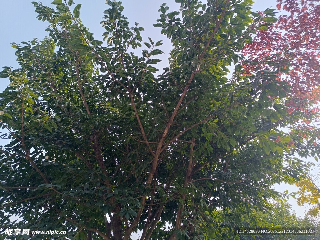 阳光下繁茂的绿树