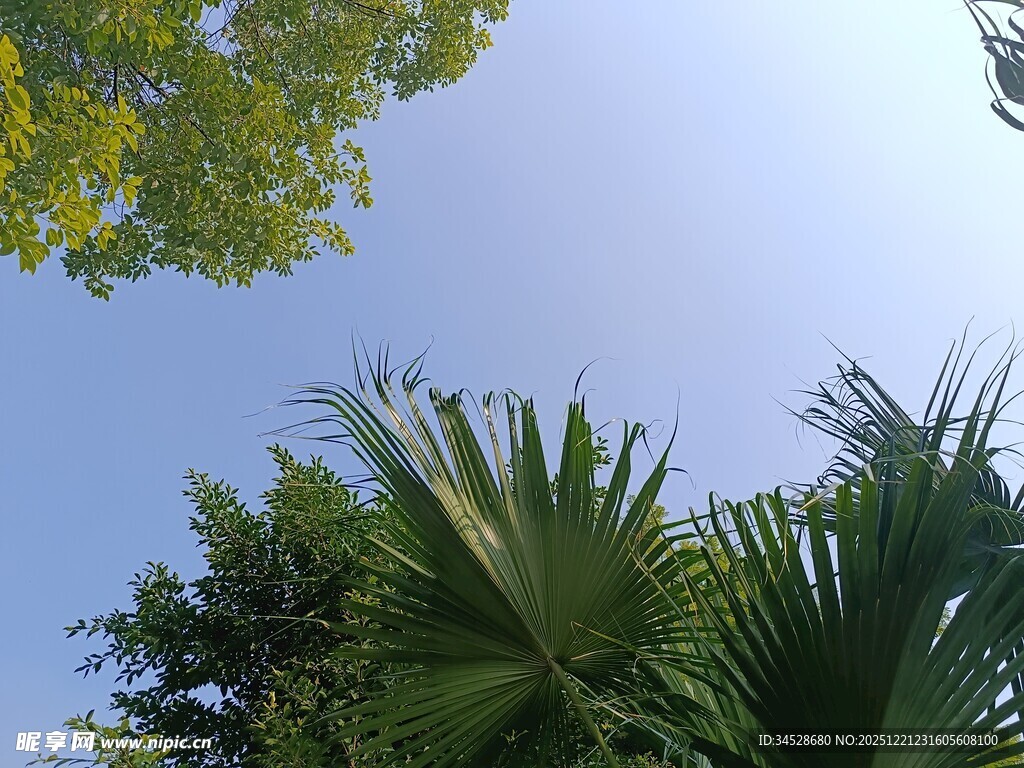 仰视葱郁绿植与蓝天