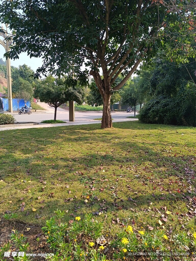 户外绿树成荫的静谧草地