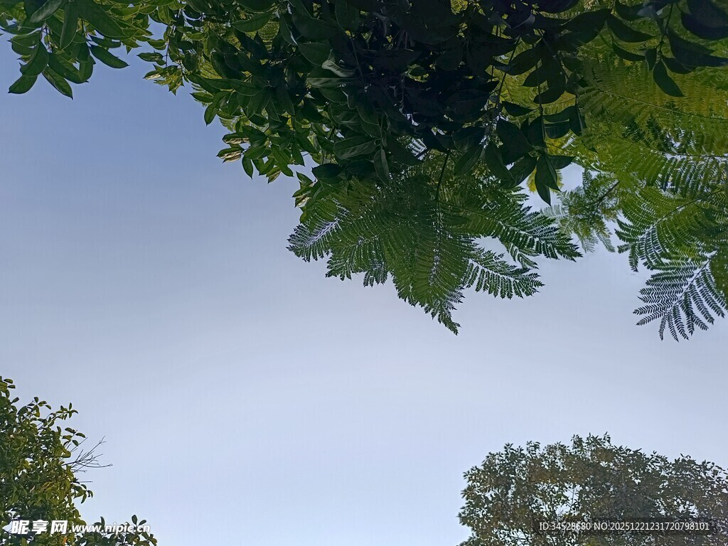 仰视绿树蓝天美景