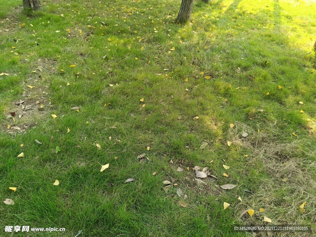 春日草地绿意盎然