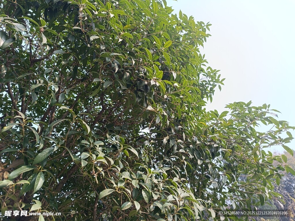 繁茂绿树展现自然生机