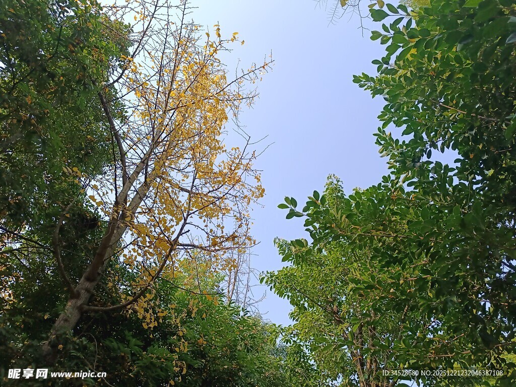 林间树木与蓝天景致