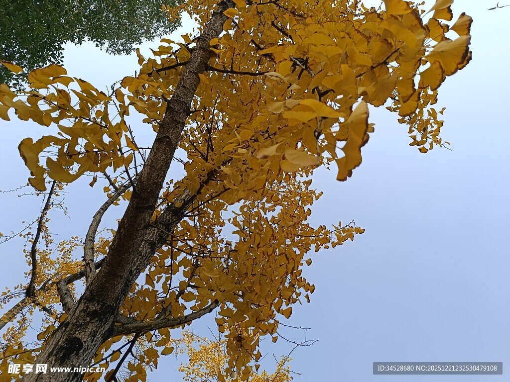 秋日金黄银杏树枝条