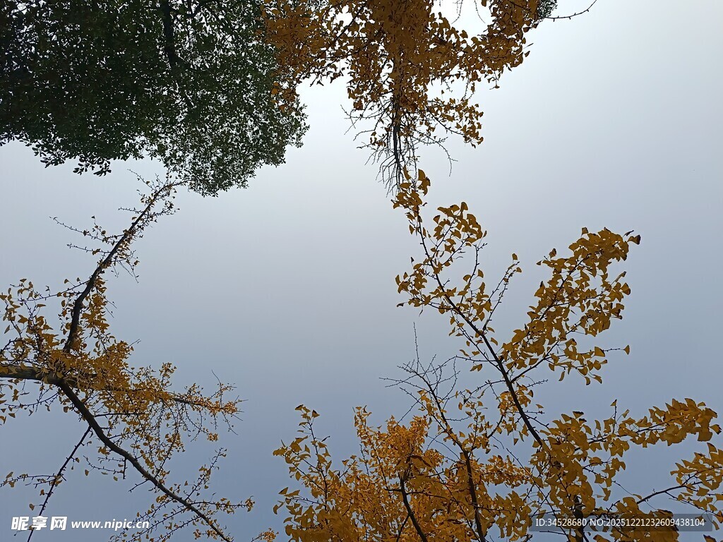 秋日银杏树枝映蓝天