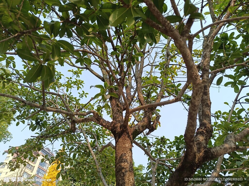 繁茂大树展现蓬勃生机