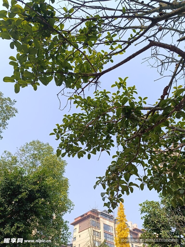 绿树掩映下的建筑一角