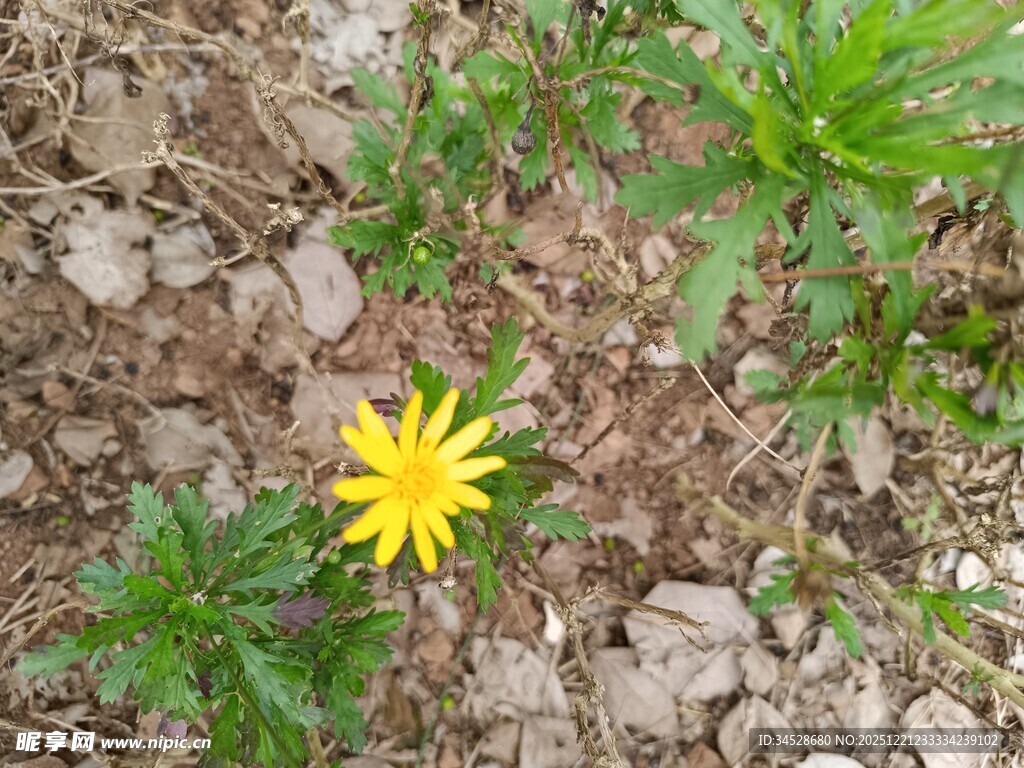 石缝中的黄色小花