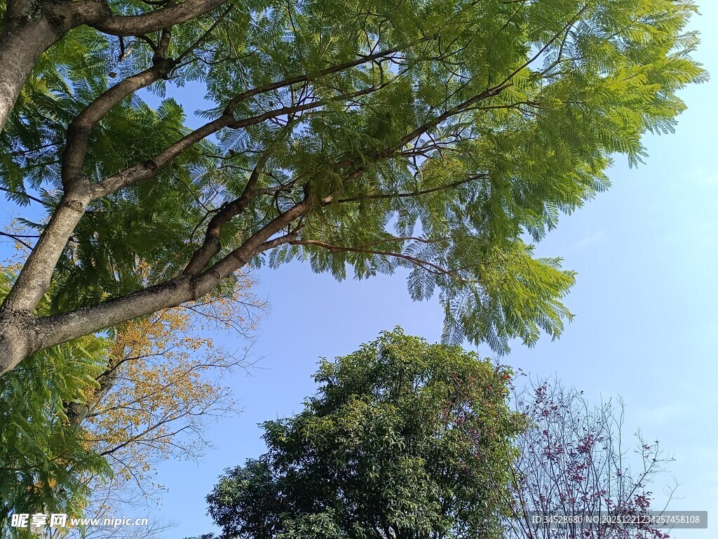 蓝天绿树间的自然景致