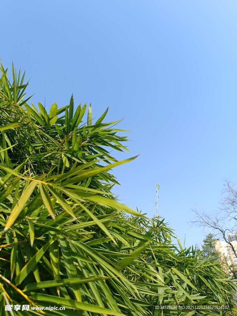 翠绿竹叶映蓝天