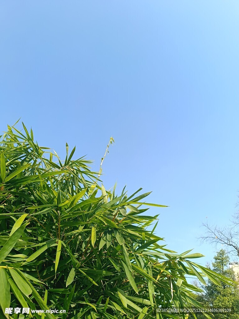 翠绿竹林映蓝天